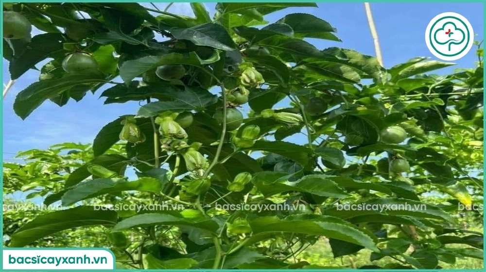Tăng khả năng thụ phấn cho chanh dây